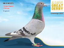GB 23 N33373